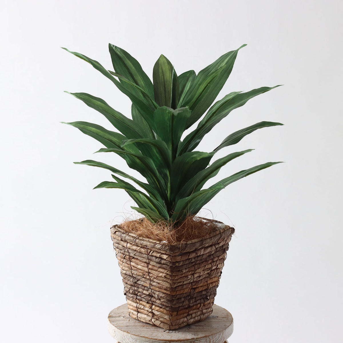 ⑥ バナナリーフ ミニ（KG75）｜標準セット