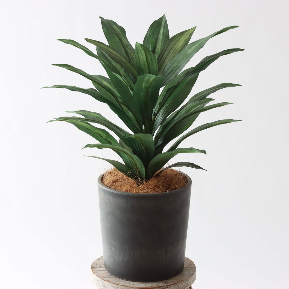 ⑰Petraポット （PT5 チャコール）｜高さ調整セット（+5cm）