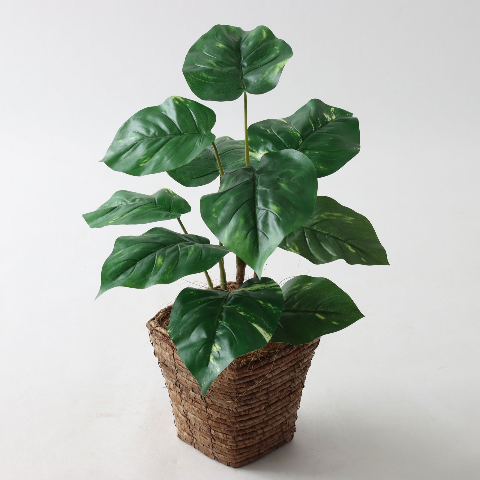 高さ50-100cm | プレミアム光触媒フェイクグリーン 造花ドットコム