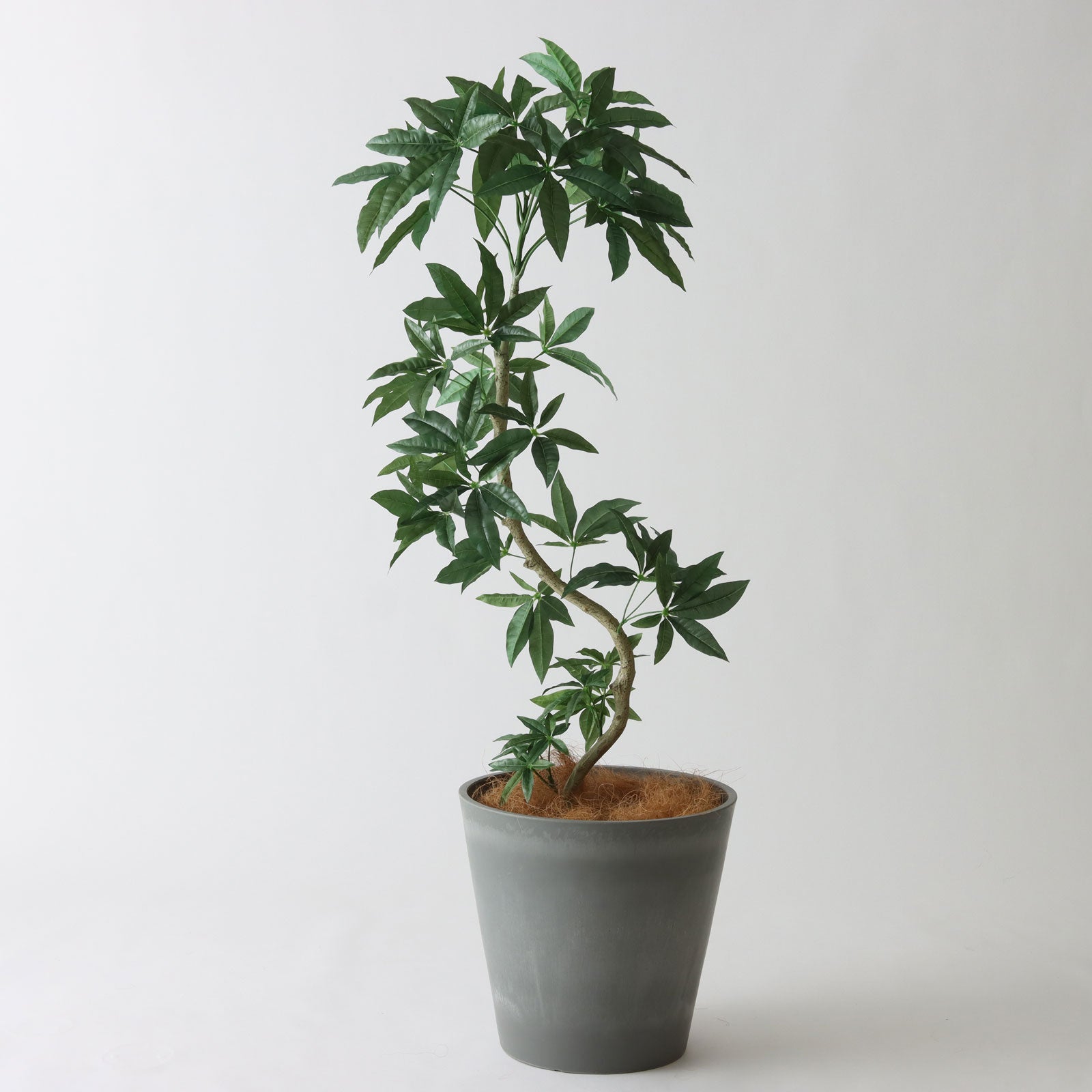 幹のラインを整えたフェイクグリーン 調整済み 観葉植物 インドゴムノキ