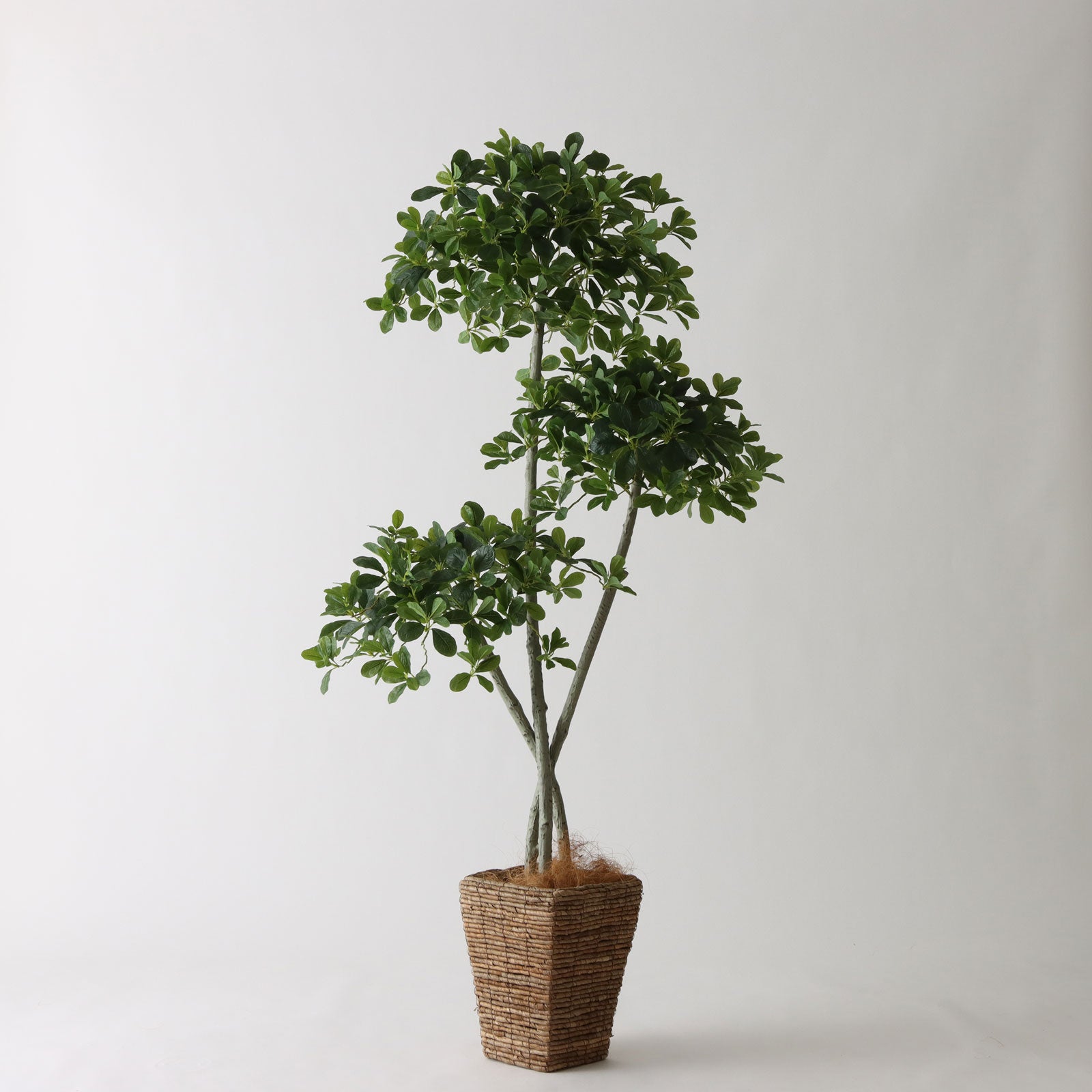光触媒　人工観葉植物　フェイクグリーン　ブラックオリーブコアッド No9427 プレミアム光触媒フェイクグリーン【幹だけ整えた半完成品
