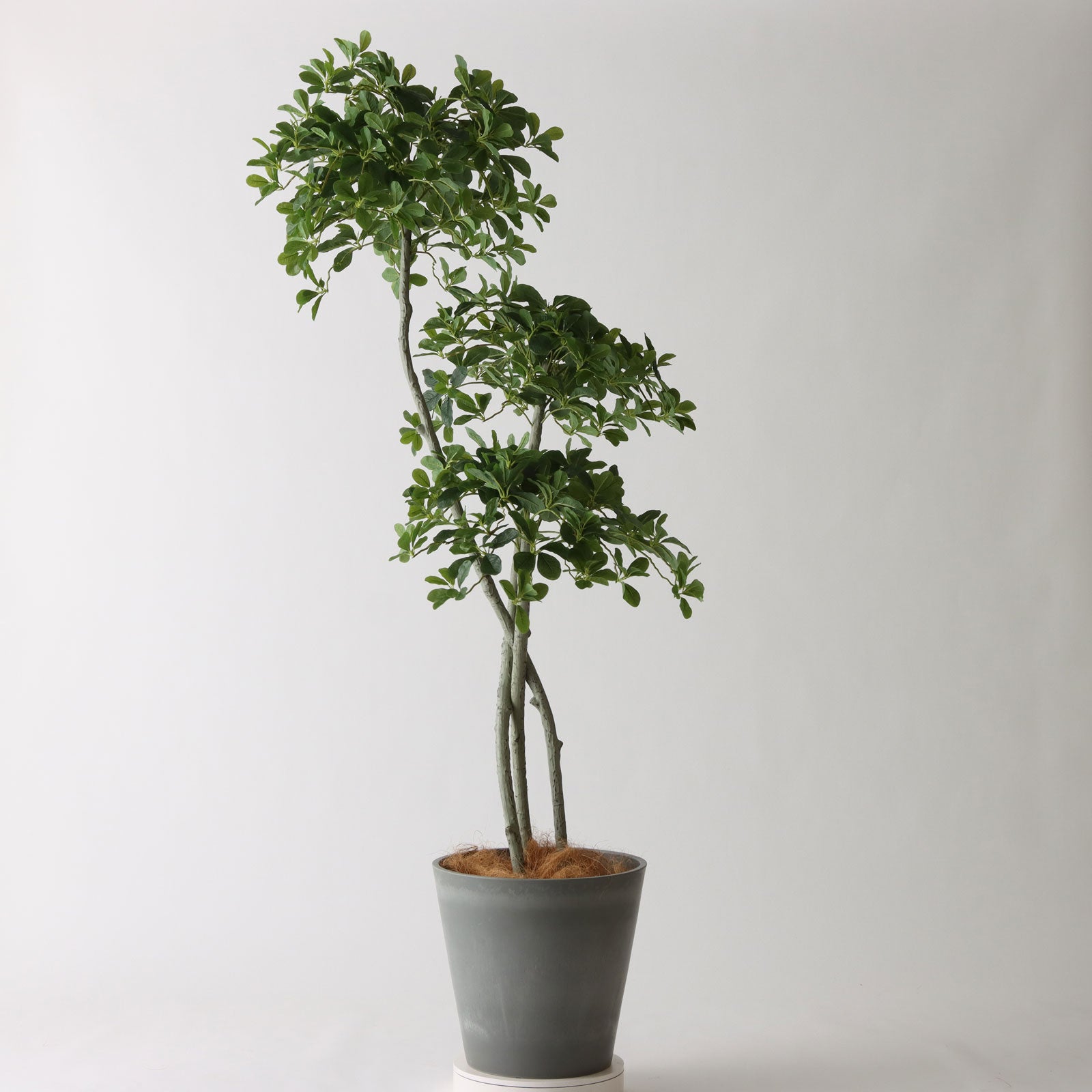 光触媒　人工観葉植物　フェイクグリーン　ブラックオリーブコアッド No9427 プレミアム光触媒フェイクグリーン【幹だけ整えた半完成品