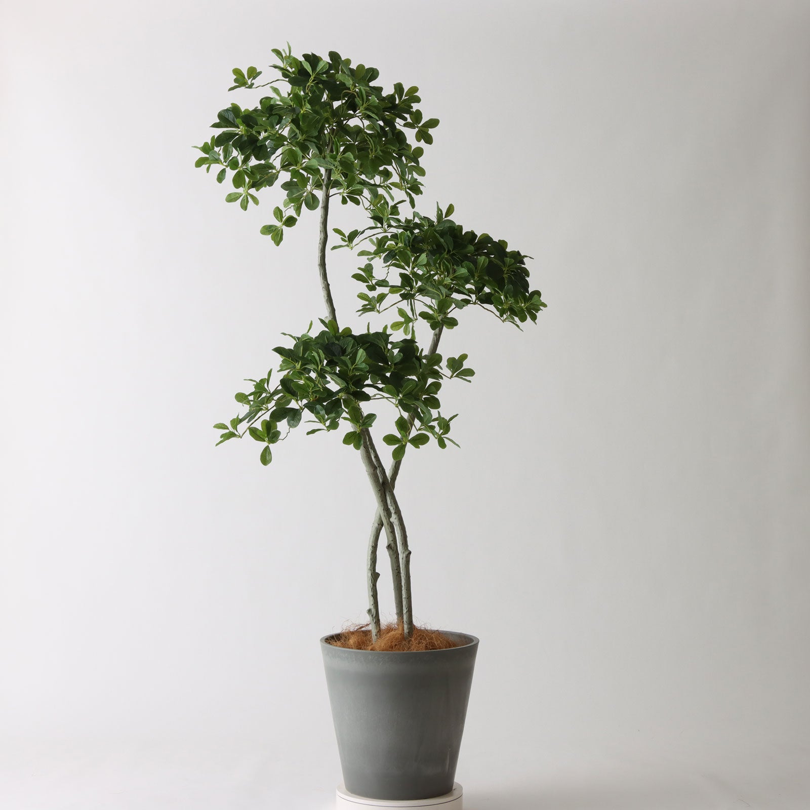 光触媒　人工観葉植物　フェイクグリーン　ブラックオリーブコアッド No9427 プレミアム光触媒フェイクグリーン【幹だけ整えた半完成品